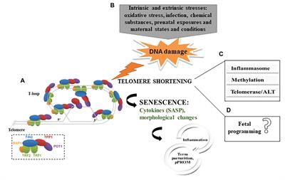 Telomere-Related Disorders in Fetal Membranes Associated With Birth and Adverse Pregnancy Outcomes